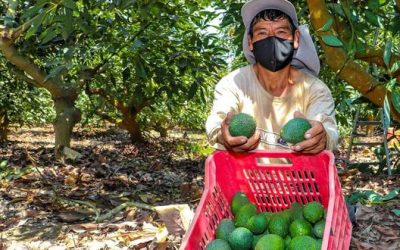 El 88% de productores de palta que certificaron sus campos pertenece a pequeños agricultores