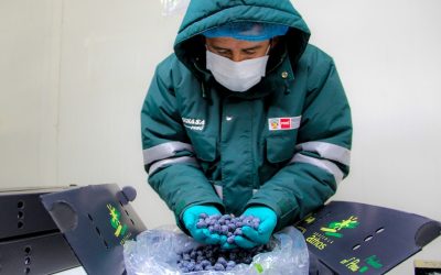 Arándanos: Perú iniciará exportación del berrie a Malasia