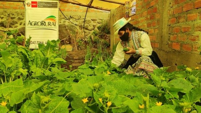 Arequipa: Agro Rural construyó 190 fitotoldos y 450 cobertizos el 2022