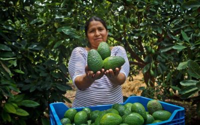 Agricultura peruana: el cierre del 2024 y los desafíos para este año 2025