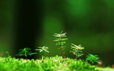 Empresas privadas reforestan 40 mil hectáreas en la selva peruana: el potencial económico y ambiental es inmenso