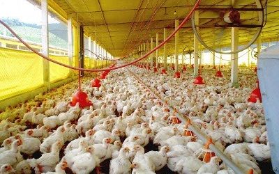 Asociación Peruana de Avicultura celebra 87 años y anuncia el Congreso AVEM 2025