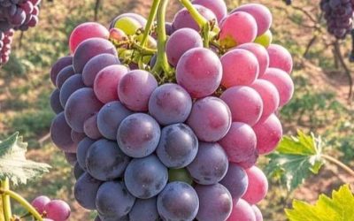 Israel abre sus puertas a la uva peruana