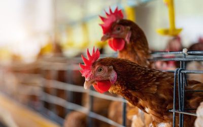 Incremento de la Producción Avícola en el Perú: Arequipa Lidera el Crecimiento