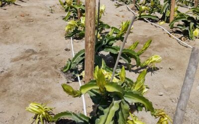 Agroexportaciones peruanas continúan en alza: una oportunidad para fortalecer la infraestructura agrícola